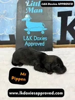 Mr Pippin Brindle, a male Miniature Dachshund for sale in Arapahoe, CO – Photo 3 of 8