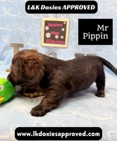 Mr Pippin Brindle LH ❤️, a male Miniature Dachshund for sale in Arapahoe, CO – 7 of 10
