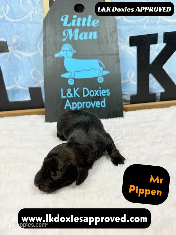 Mr Pippin Brindle, a male Miniature Dachshund for sale in Arapahoe, CO – Photo 1 of 8