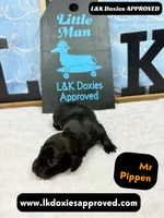 Mr Pippin Brindle, a male Miniature Dachshund for sale in Arapahoe, CO – Photo 1 of 8