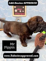 Mr Pippin Brindle LH ❤️, a male Miniature Dachshund for sale in Arapahoe, CO – 10 of 10