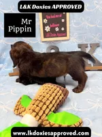 Mr Pippin Brindle LH ❤️, a male Miniature Dachshund for sale in Arapahoe, CO – 9 of 10