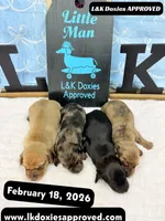 Mr Pippin Brindle, a male Miniature Dachshund for sale in Arapahoe, CO – Photo 8 of 8