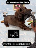 Mr Pippin Brindle LH ❤️, a male Miniature Dachshund for sale in Arapahoe, CO – 8 of 10