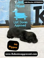 Mr Pippin Brindle, a male Miniature Dachshund for sale in Arapahoe, CO – Photo 5 of 8