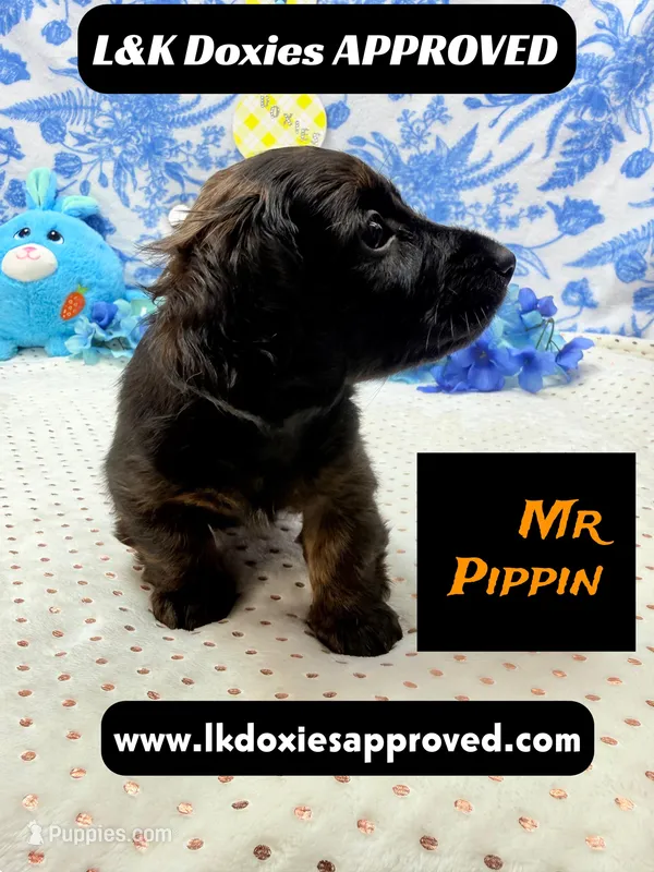 Mr Pippin Brindle LH – Miniature Dachshund puppy for sale in Arapahoe, CO