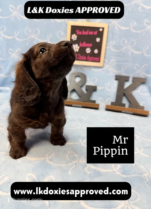 Mr Pippin Brindle LH – Miniature Dachshund puppy for sale in Arapahoe, CO
