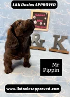 Mr Pippin Brindle LH ❤️, a male Miniature Dachshund for sale in Arapahoe, CO – 1 of 10
