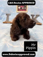 Mr Pippin Brindle LH ❤️, a male Miniature Dachshund for sale in Arapahoe, CO – 3 of 10
