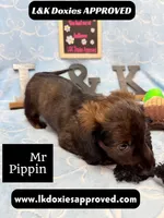 Mr Pippin Brindle LH ❤️, a male Miniature Dachshund for sale in Arapahoe, CO – 4 of 10