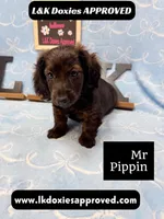 Mr Pippin Brindle LH ❤️, a male Miniature Dachshund for sale in Arapahoe, CO – 5 of 10