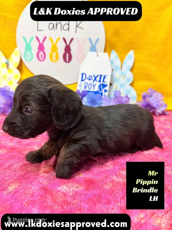 Mr Pippin Brindle LH – Miniature Dachshund puppy for sale in Arapahoe, CO