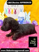 Mr Pippin Brindle LH, a male Miniature Dachshund for sale in Arapahoe, CO – Photo 1 of 3
