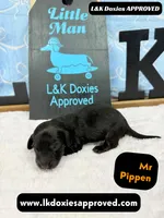 Mr Pippin Brindle, a male Miniature Dachshund for sale in Arapahoe, CO – Photo 4 of 8