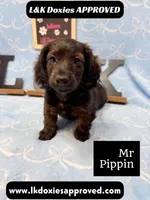 Mr Pippin Brindle LH ❤️, a male Miniature Dachshund for sale in Arapahoe, CO – 2 of 10