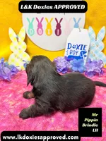 Mr Pippin Brindle LH, a male Miniature Dachshund for sale in Arapahoe, CO – Photo 3 of 3