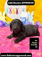 Mr Pippin Brindle LH, a male Miniature Dachshund for sale in Arapahoe, CO – Photo 2 of 3