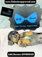 Mr Kantor 785-821-1920, a male Miniature Dachshund for sale in Arapahoe, CO – 10 of 10