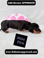 Miss Pira SH text 785-821-1920, a female Miniature Dachshund for sale in Arapahoe, CO – 5 of 10
