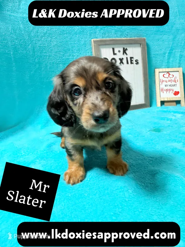 Mr Slater 785-821-1920 LH – Miniature Dachshund puppy for sale in Arapahoe, CO