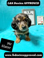 Mr Slater 785-821-1920 LH, a male Miniature Dachshund for sale in Arapahoe, CO – 1 of 10