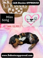 Miss Song, a female Miniature Dachshund for sale in Arapahoe, CO – 6 of 10