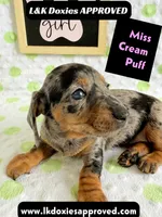 Miss Cream Puff 785-821-1920, a female Miniature Dachshund for sale in Arapahoe, CO – 5 of 10