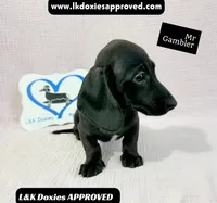 Mr Gambler SH ❤️, a male Miniature Dachshund for sale in Arapahoe, CO – 4 of 10
