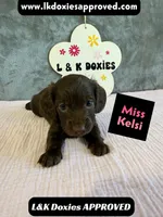 Miss Kelsi 785-821-1920, a female Miniature Dachshund for sale in Arapahoe, CO – 5 of 10