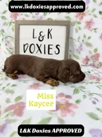 Miss Kaycee 785-821-1920, a female Miniature Dachshund for sale in Arapahoe, CO – 1 of 10