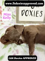 Miss Kelly 785-821-1920 LH, a female Miniature Dachshund for sale in Arapahoe, CO – 10 of 10