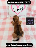 Miss Jello, a female Miniature Dachshund for sale in Arapahoe, CO – 9 of 10