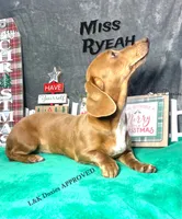 Miss Ryeah 785-821-1920, a female Dachshund for sale in Arapahoe, CO – 8 of 10
