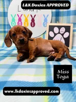 Miss Toga , a female Miniature Dachshund for sale in Arapahoe, CO – 8 of 10