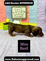 Miss Basil, a female Miniature Dachshund for sale in Arapahoe, CO – 10 of 10