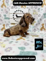 Mr Jett 785-821-1920, a male Miniature Dachshund for sale in Arapahoe, CO – 5 of 10