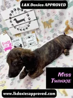 Miss Twinkie, a female Miniature Dachshund for sale in Arapahoe, CO – 5 of 10