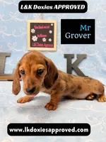 Mr Grover Dapple 💙, a male Miniature Dachshund for sale in Arapahoe, CO – 5 of 10