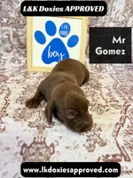 Mr Gomez SH , a male Miniature Dachshund for sale in Arapahoe, CO – 3 of 10