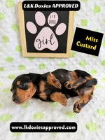 Miss Custard 785-821-1920 SH , a female Miniature Dachshund for sale in Arapahoe, CO – 10 of 10