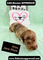 Miss Java Plum 785-821-1920, a female Miniature Dachshund for sale in Arapahoe, CO – 5 of 10