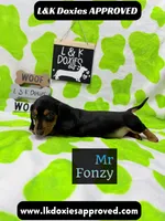 Mr Fonzy 785-821-1920, a male Miniature Dachshund for sale in Arapahoe, CO – 10 of 10