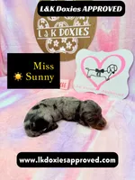 Miss Sunny ☀️ Dapple, a female Miniature Dachshund for sale in Arapahoe, CO – 2 of 10