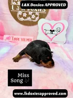 Miss Song, a female Miniature Dachshund for sale in Arapahoe, CO – 7 of 10