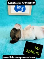 Mr Sphynx 795-821-1920 LH, a male Miniature Dachshund for sale in Arapahoe, CO – 3 of 10