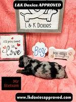Mr Stetson Dapple LH , a male Miniature Dachshund for sale in Arapahoe, CO – 9 of 10
