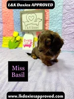 Miss Basil, a female Miniature Dachshund for sale in Arapahoe, CO – 4 of 10
