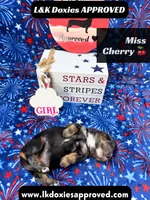 Miss Cherry 785-821-1920, a female Miniature Dachshund for sale in Arapahoe, CO – 10 of 10
