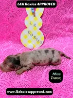 Miss Tabor , a female Miniature Dachshund for sale in Arapahoe, CO – Photo 4 of 8