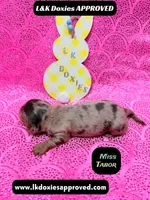 Miss Tabor , a female Miniature Dachshund for sale in Arapahoe, CO – Photo 5 of 8
